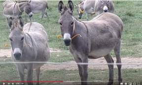 The pros and cons of guard donkeys