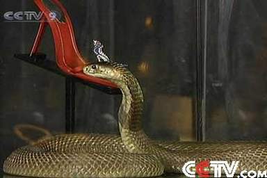 Snake guarding shoe at Harrods